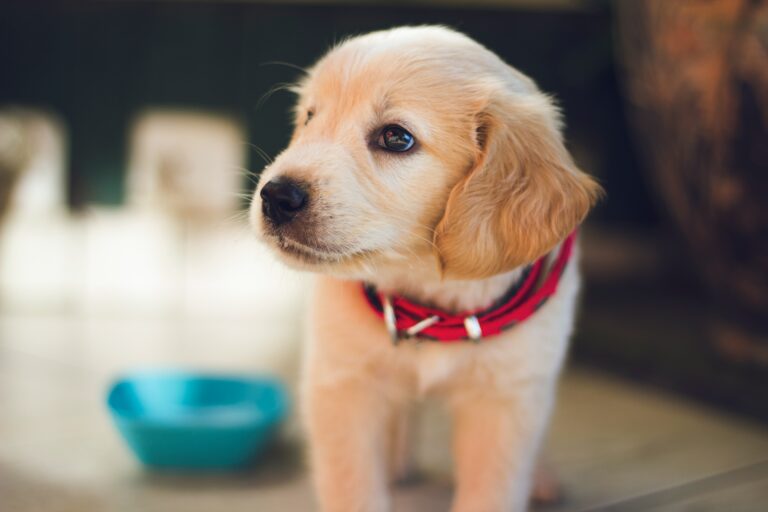 brown puppy